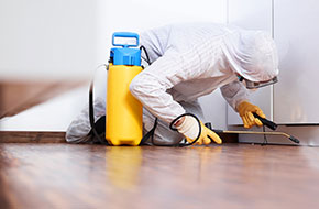 services disinfestations